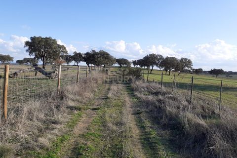 Terra a Alandroal, Evora, Alandroal - € 300.000 | Ref: C0185-02855 - foto 4