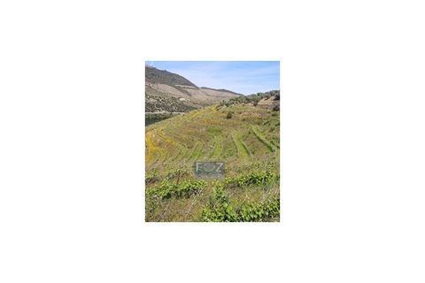 Farm i Ervedosa do Douro, Viseu, Ervedosa do Douro - € 1.500.000 | Ref: 9161a - foto 2