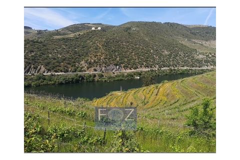 Farm i Ervedosa do Douro, Viseu, Ervedosa do Douro - € 1.500.000 | Ref: 9161a - foto 8