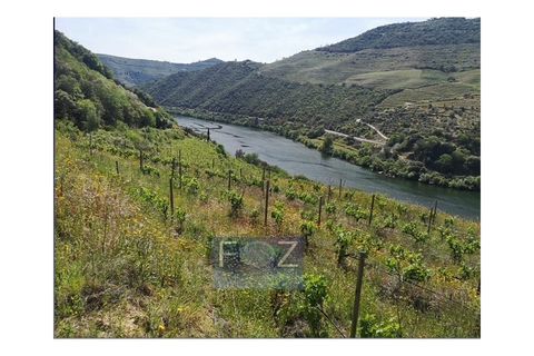 Farm i Ervedosa do Douro, Viseu, Ervedosa do Douro - € 1.500.000 | Ref: 9161a - foto 9