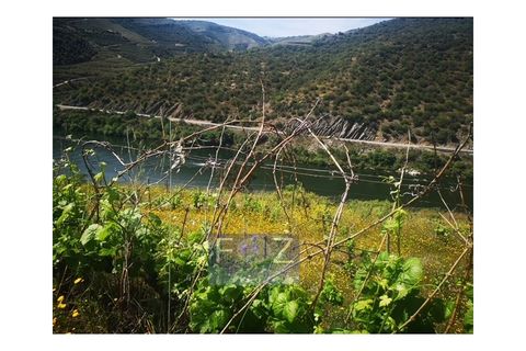 Farm i Ervedosa do Douro, Viseu, Ervedosa do Douro - € 1.500.000 | Ref: 9161a - foto 12