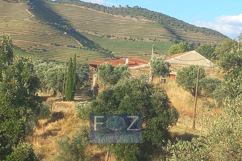 Farm i Ervedosa do Douro, Viseu, Ervedosa do Douro - € 3.750.000 | Ref: 9160a - foto 18
