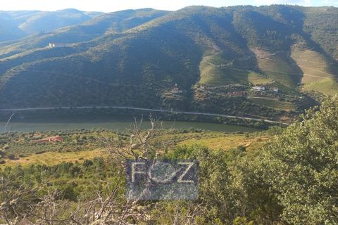 Farm i Ervedosa do Douro, Viseu, Ervedosa do Douro - € 3.750.000 | Ref: 9160a - foto 21