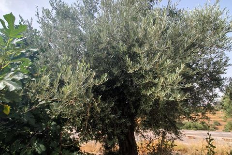 Finca i Lanjaron, Granada, Lanjaron - € 235.000 | Ref: L730 - foto 2