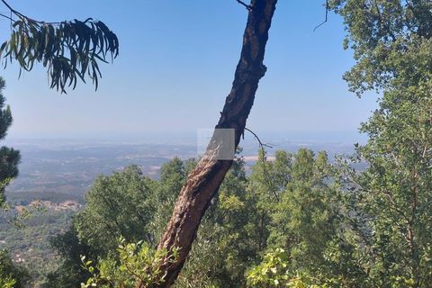 Helårsgrund i Monchique, Faro, Monchique - € 70.000 | Ref: 1762 - foto 11