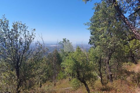 Helårsgrund i Monchique, Faro, Monchique - € 70.000 | Ref: 1762 - foto 13