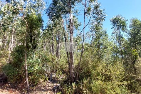 Helårsgrund i Monchique, Faro, Monchique - € 70.000 | Ref: 1762 - foto 24