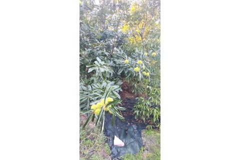 Farm i Alcobaca, Leiria, Alcobaca - € 900.000 | Ref: MAS_254 - foto 8