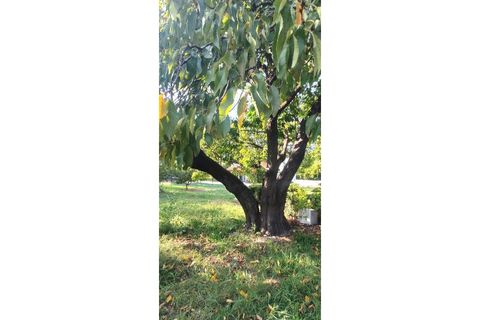 Farm i Alcobaca, Leiria, Alcobaca - € 900.000 | Ref: MAS_254 - foto 17