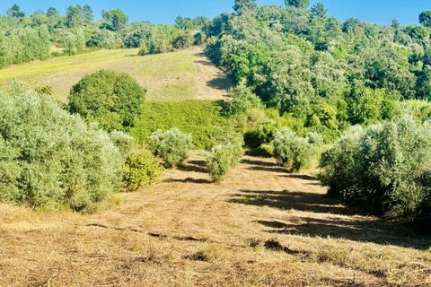 Helårsgrund i Tomar, Santarem, Tomar - € 40.000 | Ref: VCP299 - foto 20