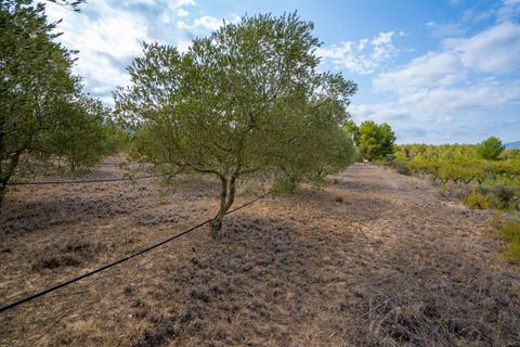 Finca i Ginestar, Tarragona, Ginestar - € 16.000 | Ref: 99 - foto 4