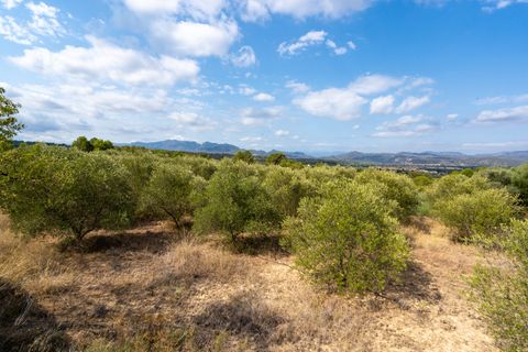 Finca i Ginestar, Tarragona, Ginestar - € 16.000 | Ref: 99 - foto 6