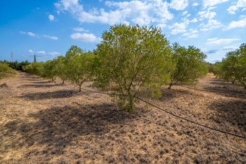 Finca i Ginestar, Tarragona, Ginestar - € 16.000 | Ref: 99 - foto 10
