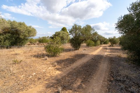 Finca i Ginestar, Tarragona, Ginestar - € 9.000 | Ref: 100 - foto 4