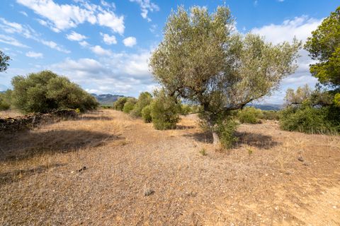 Finca i Ginestar, Tarragona, Ginestar - € 9.000 | Ref: 100 - foto 7