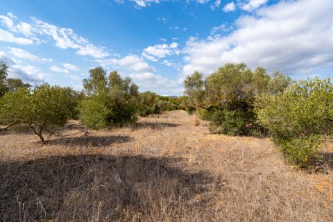 Finca i Ginestar, Tarragona, Ginestar - € 18.000 | Ref: 106 - foto 2