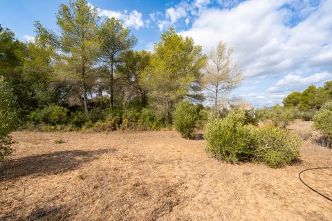 Finca i Ginestar, Tarragona, Ginestar - € 18.000 | Ref: 106 - foto 5