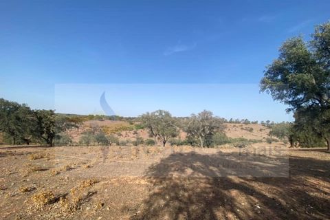 Farm i Vila Nova de Sao Bento e Vale de Vargo, Beja, Vila Nova de Sao Bento e Vale de Vargo - € 290.000 | Ref: FIN_127 - foto 12