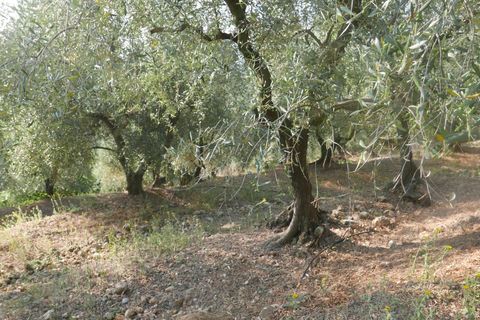 Terra a Camporosso, Imperia, Camporosso - € 89.000 | Ref: 85128532 - foto 3