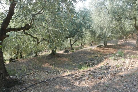 Terra a Camporosso, Imperia, Camporosso - € 89.000 | Ref: 85128532 - foto 4