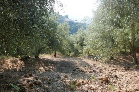 Terra a Camporosso, Imperia, Camporosso - € 89.000 | Ref: 85128532 - foto 5