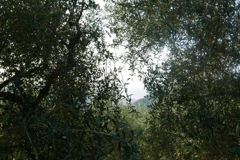 Terra a Camporosso, Imperia, Camporosso - € 89.000 | Ref: 85128532 - foto 6