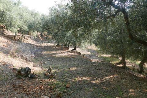 Terra a Camporosso, Imperia, Camporosso - € 89.000 | Ref: 85128532 - foto 7
