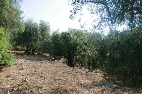 Terra a Camporosso, Imperia, Camporosso - € 89.000 | Ref: 85128532 - foto 8