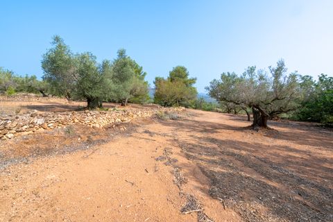 Finca i Camarles, Tarragona, Camarles - € 75.000 | Ref: 115 - foto 19