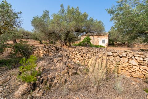 Finca i Camarles, Tarragona, Camarles - € 75.000 | Ref: 115 - foto 13