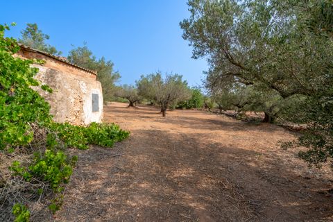 Finca i Camarles, Tarragona, Camarles - € 75.000 | Ref: 115 - foto 15
