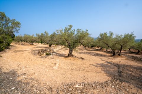 Finca i Camarles, Tarragona, Camarles - € 75.000 | Ref: 115 - foto 16