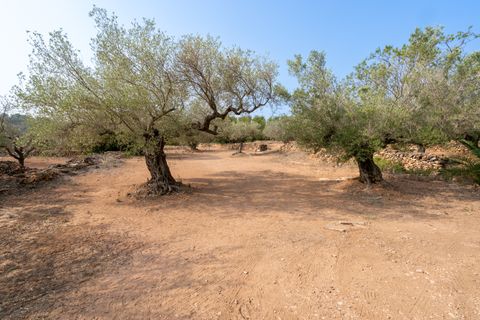 Finca i Camarles, Tarragona, Camarles - € 75.000 | Ref: 115 - foto 11