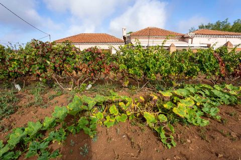 Terra a Tacoronte, Tenerife, Tacoronte - € 189.000 | Ref: 0067-04287/2961 - foto 9