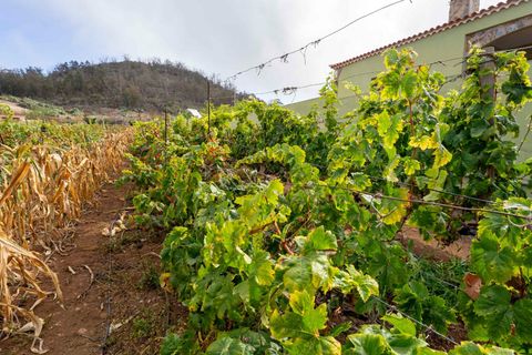 Terra a Tacoronte, Tenerife, Tacoronte - € 189.000 | Ref: 0067-04287/2961 - foto 10