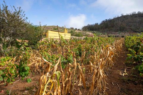 Terra a Tacoronte, Tenerife, Tacoronte - € 189.000 | Ref: 0067-04287/2961 - foto 11