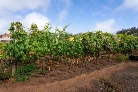 Terra a Tacoronte, Tenerife, Tacoronte - € 189.000 | Ref: 0067-04287/2961 - foto 12