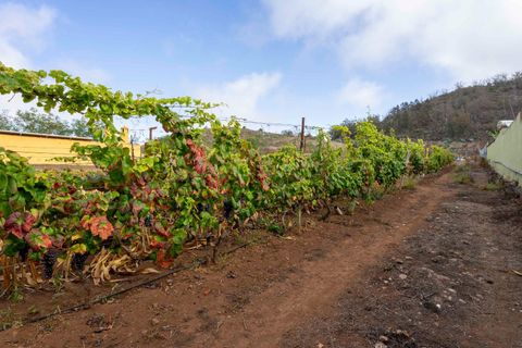 Terra a Tacoronte, Tenerife, Tacoronte - € 189.000 | Ref: 0067-04287/2961 - foto 14
