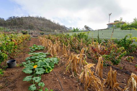 Terra a Tacoronte, Tenerife, Tacoronte - € 189.000 | Ref: 0067-04287/2961 - foto 18