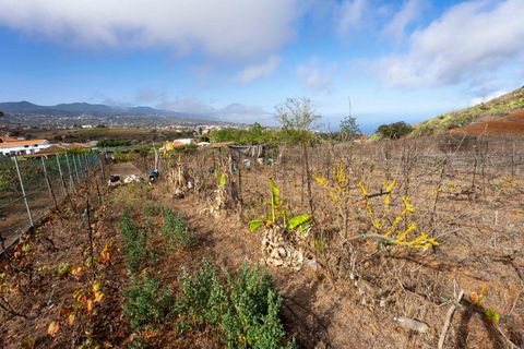 Terra a Tacoronte, Tenerife, Tacoronte - € 189.000 | Ref: 0067-04287/2961 - foto 35