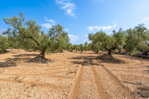 Finca i Ulldecona, Tarragona, Ulldecona - € 7.000 | Ref: 117 - foto 6