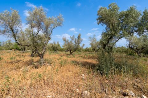 Finca i Ulldecona, Tarragona, Ulldecona - € 5 000 | Ref: 118 - foto 6