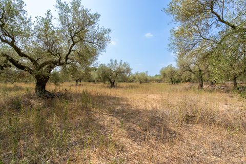 Finca i Ulldecona, Tarragona, Ulldecona - € 8.000 | Ref: 119 - foto 5
