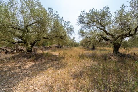 Finca i Ulldecona, Tarragona, Ulldecona - € 8.000 | Ref: 119 - foto 3