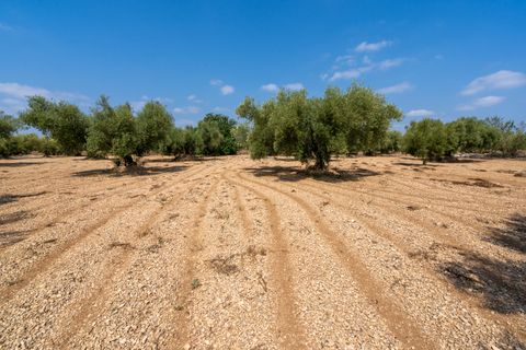 Finca i Ulldecona, Tarragona, Ulldecona - € 6.000 | Ref: 120 - foto 5