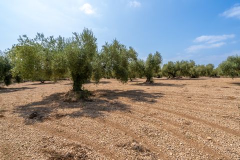 Finca i Ulldecona, Tarragona, Ulldecona - € 6.000 | Ref: 120 - foto 6