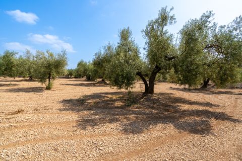 Finca i Ulldecona, Tarragona, Ulldecona - € 6.000 | Ref: 120 - foto 3