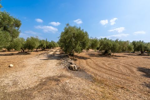 Finca i Ulldecona, Tarragona, Ulldecona - € 6.000 | Ref: 120 - foto 7