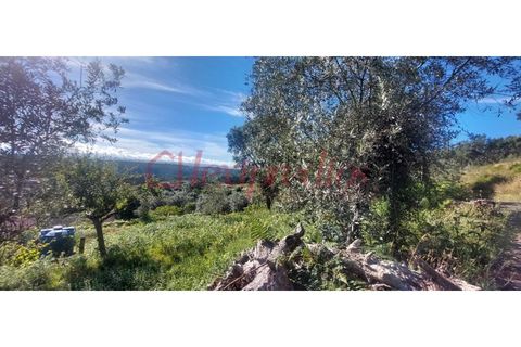 Helårsgrund i Agueda, Aveiro, Agueda - € 9.500 | Ref: AG 4003 - foto 3