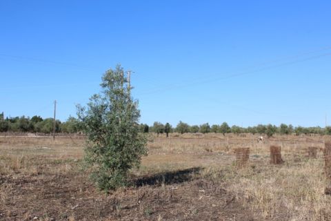 Farm i Estremoz, Evora, Estremoz - € 295.000 | Ref: ALT003/018/2023 - foto 7